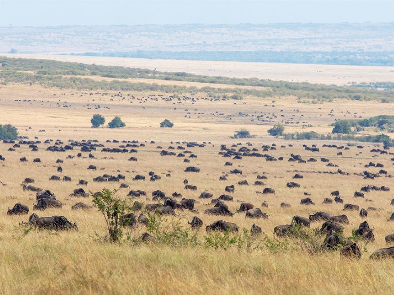 Kenya Maasai Mara and Uganda Bwindi - Fly In (7 Days)