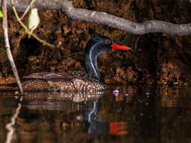 Birding through Uganda