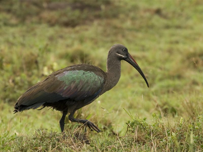 Birding through Uganda